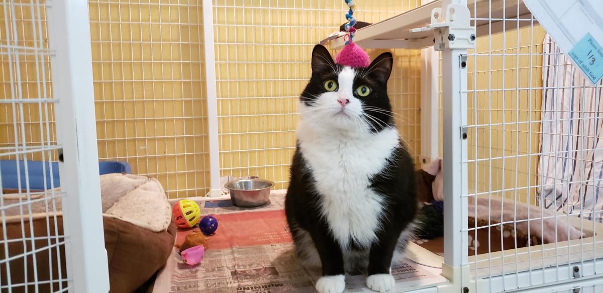 Coronavirus Response Area Humane Societies Cages Mostly Empty For Now Coronavirus News Gazette Com