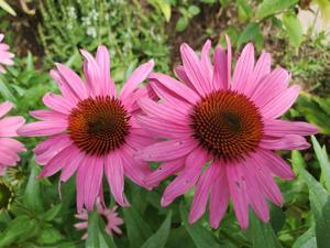 The Resilient Beauty of Coneflower: A Gardener's Delight