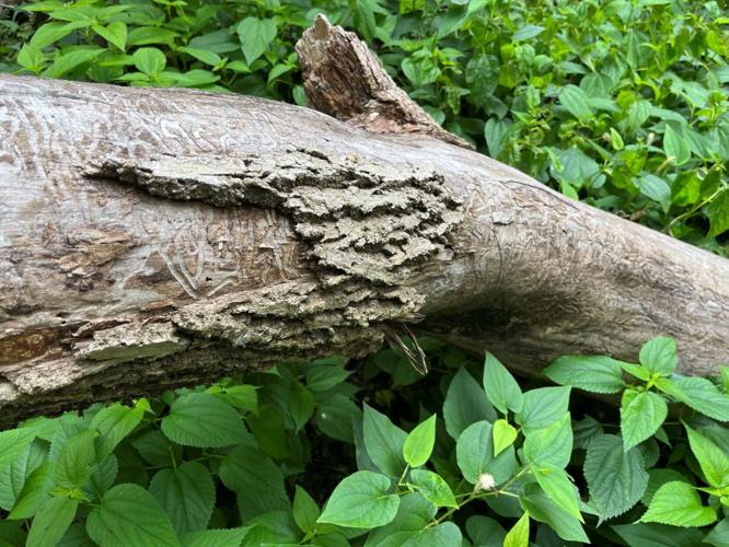 Inside Out | Still seeing the effects of emerald ash borer | Parks ...