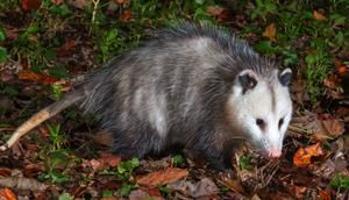 Is There Anything Awesome About Possums Local News News Gazette Com