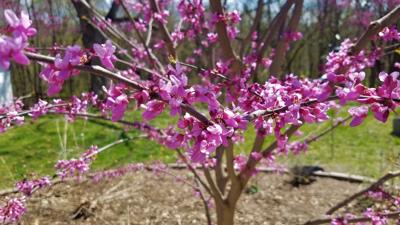 ITG spring blooms redbud