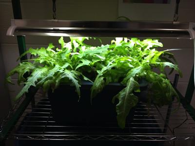 In The Garden Using Hydroponics At Home Local News News Gazette Com