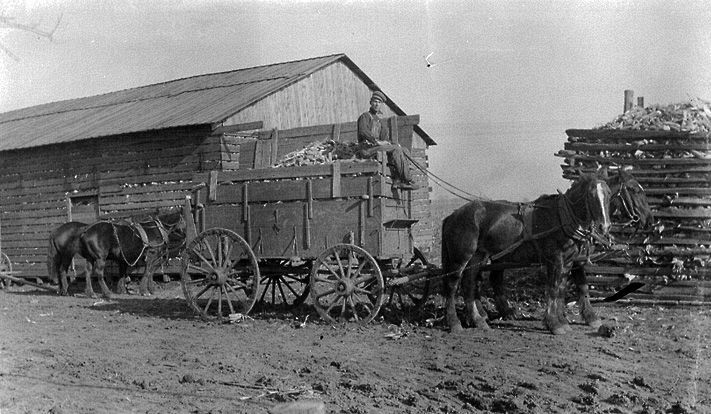 Gray Farm