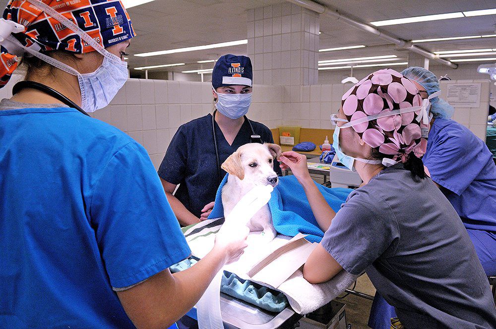 Does Spaying A Dog Cause Cancer
