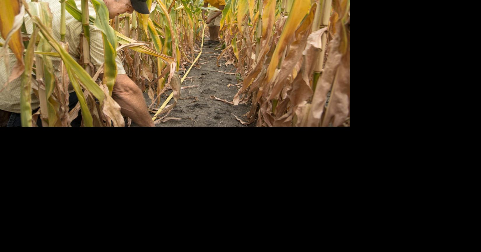 Scouts estimate 180-bushel corn for area fields | News | news-gazette.com