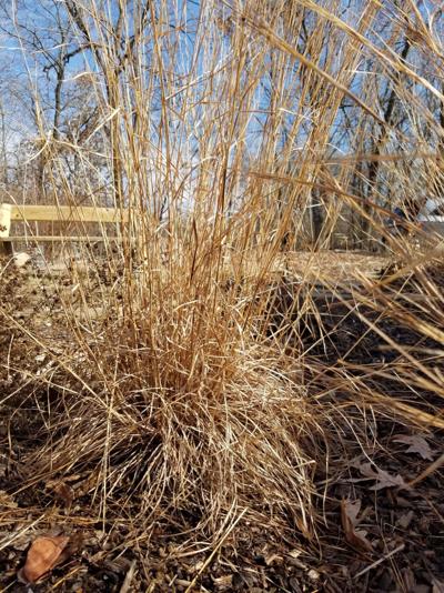 ITG dead stems