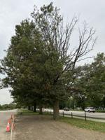 KR.Mailbag.HalfDeadTree.JPG