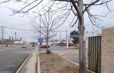 bag Dead trees