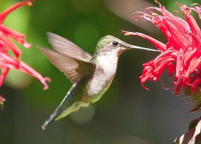 Environmental Almanac Appreciating Hummingbirds In Illinois News News Gazette Com