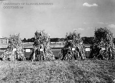 IO Morrow Plots