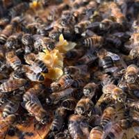 It's Your Business: Takin' care of bees-ness