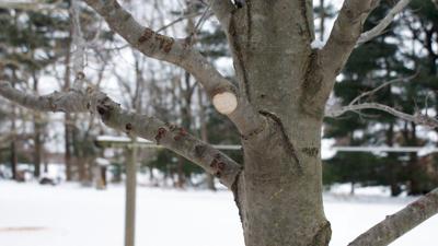 In The Garden Budding Ideas Gardening News Gazette Com