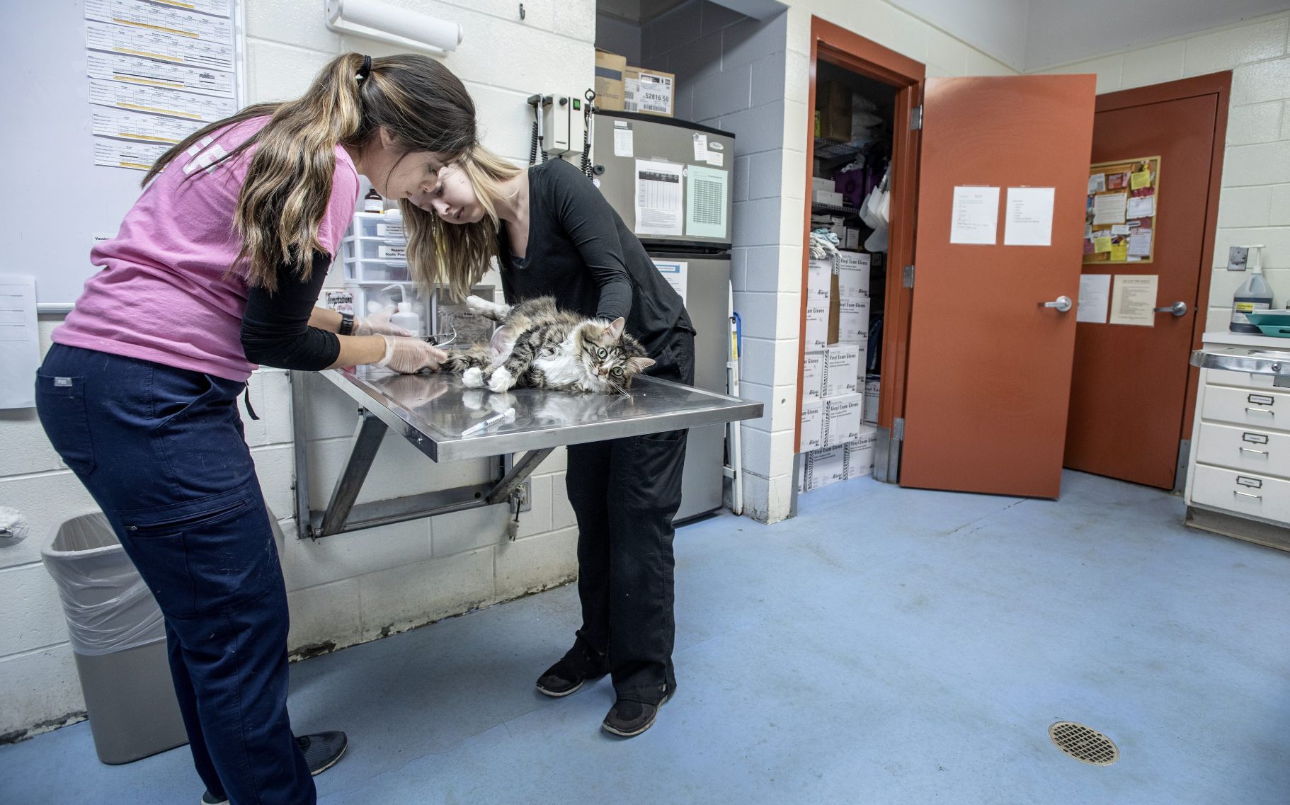 humane society champaign