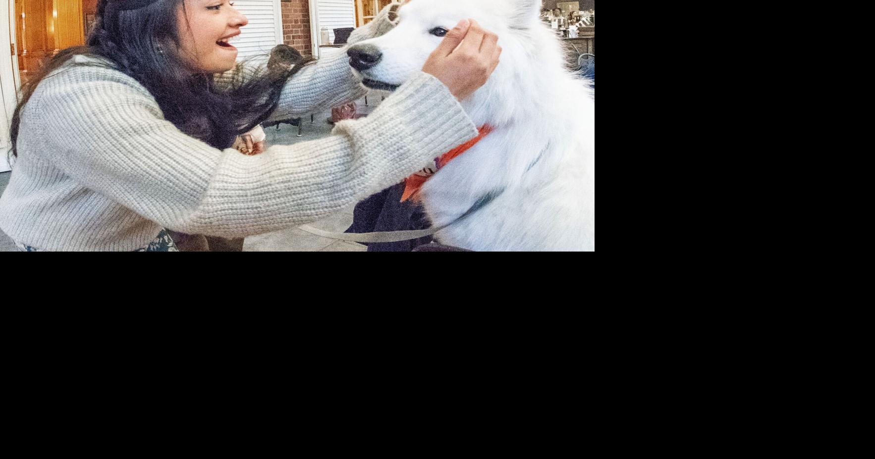 UI police therapy dogs finding new ways to help | Courts-police-fire ...
