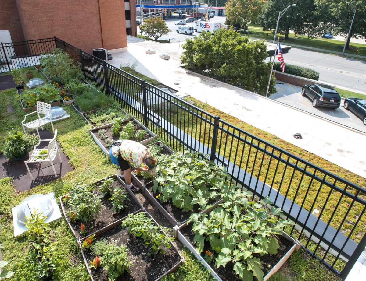 Hendrick House Hopes Food On The Roof Plants A Seed News News Gazette Com