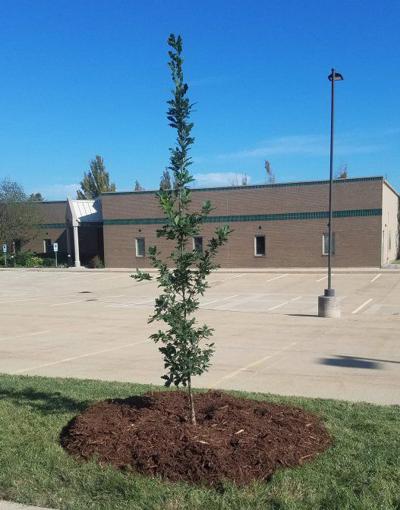 In The Garden The Benefits Of Urban Trees Living News
