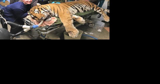 Big 10: All about animals - Vimarsana News