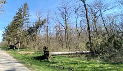 05312020 busi trees1