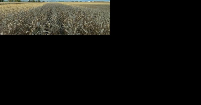 While results are spotty, some corn yields better than expected - Vimarsana News
