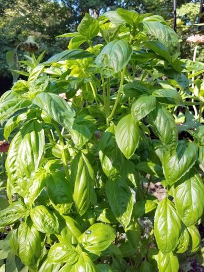 08152020-itg-basil
