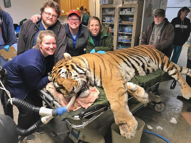 Duke the rescued Bengal tiger cub finds new home in Colorado