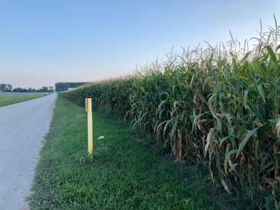 Just Askin Corn