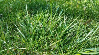 Sandra Mason Know Your Weeds Local News News Gazette Com