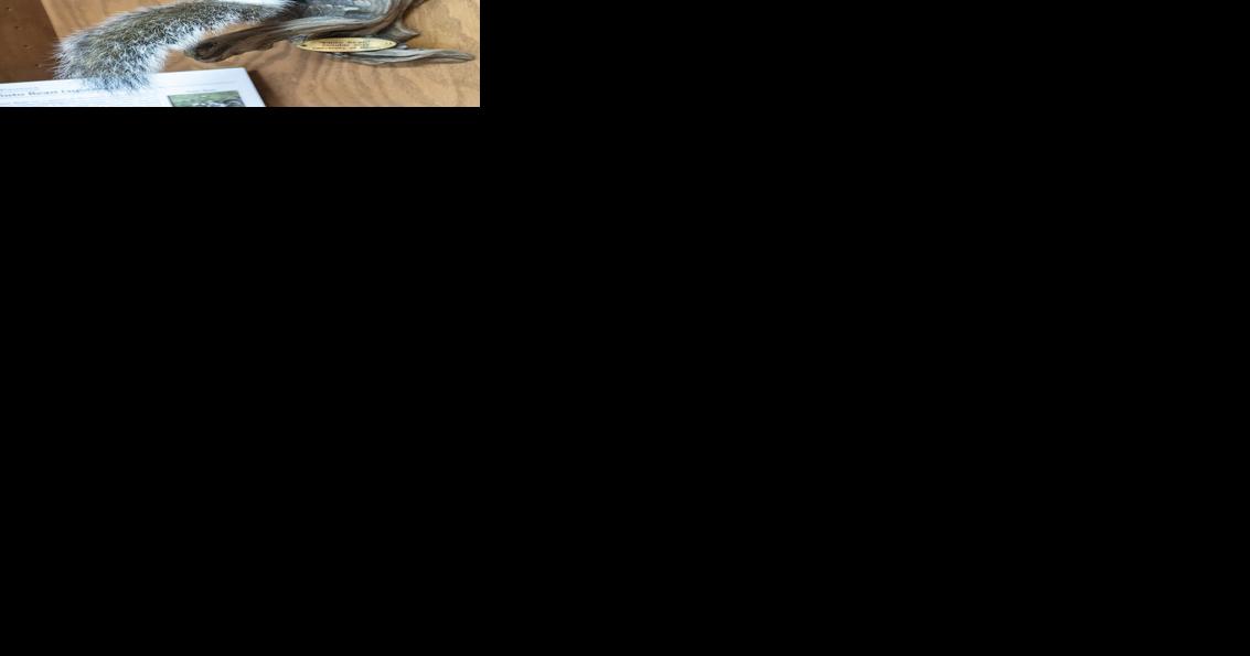 Spotted squirrel has place in UI history