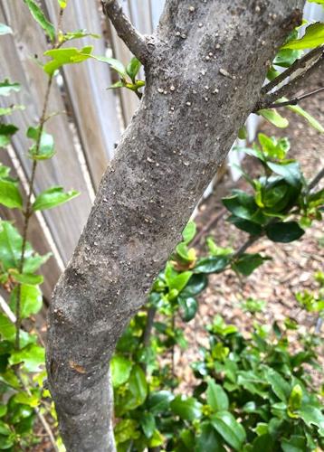11.13.23 What is this tree or shrub.jpg