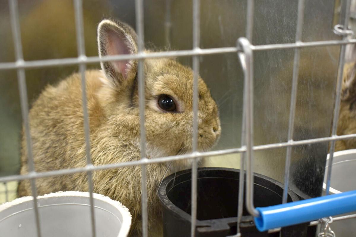 East Texas Rabbit Breeders Association’s Rabbit Show