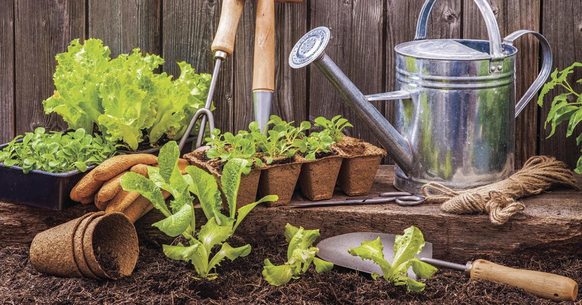Fast-growing vegetables for the impatient gardener | Charm/View |  news-journal.com