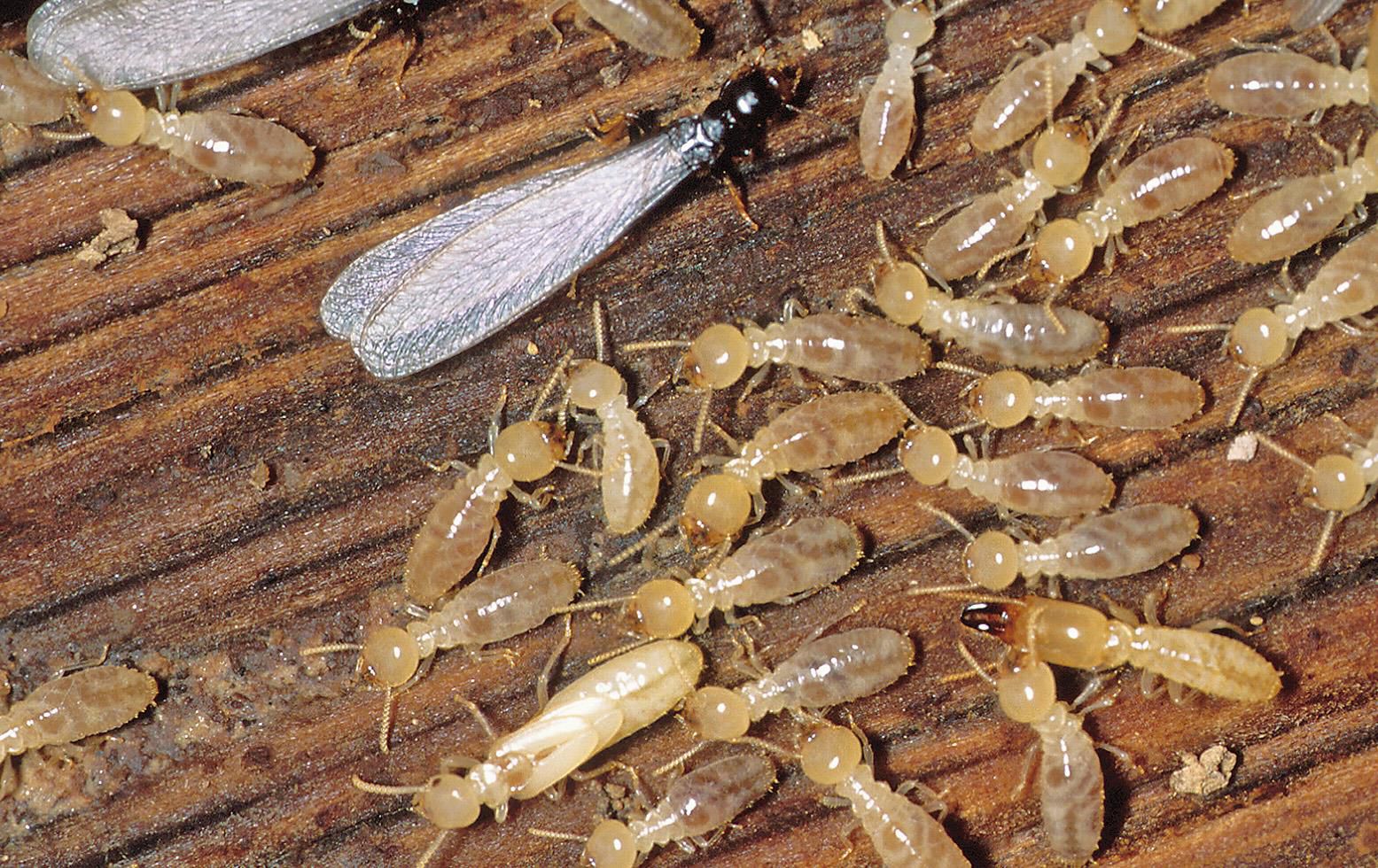 spot termites and prevent infestation 