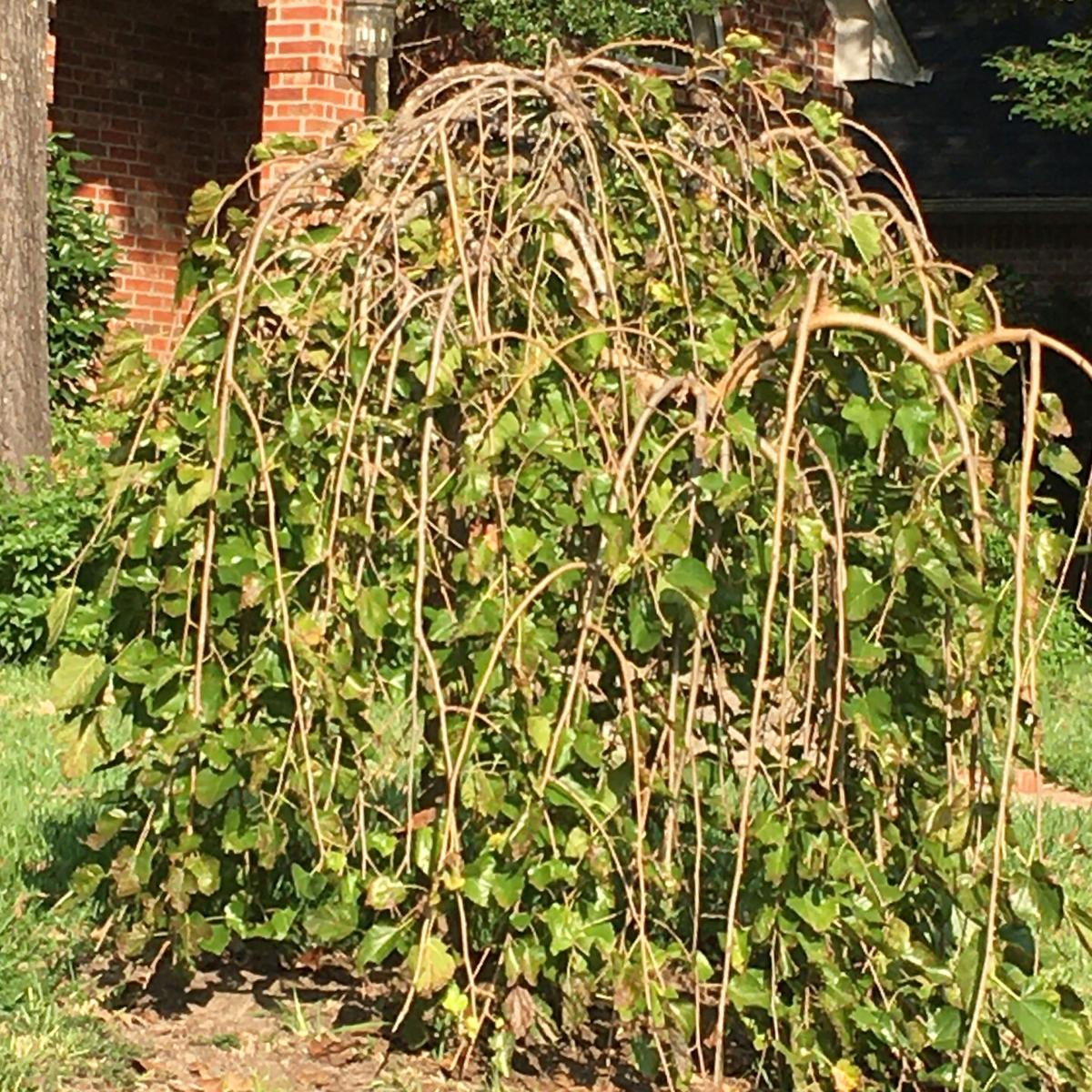 wallpapers Picture Of Weeping Mulberry Tree damaged weeping mulberry tree