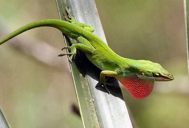 Affable Anole - C Lundin.jfif