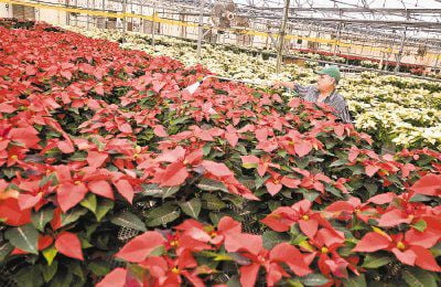 Poinsettias are easy to care for, plant experts say