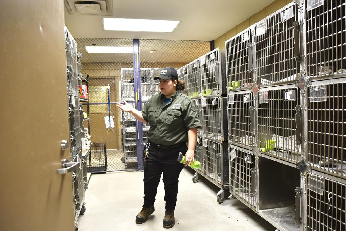 Feral Cats Available From Dallas Area Shelter Help Farmers