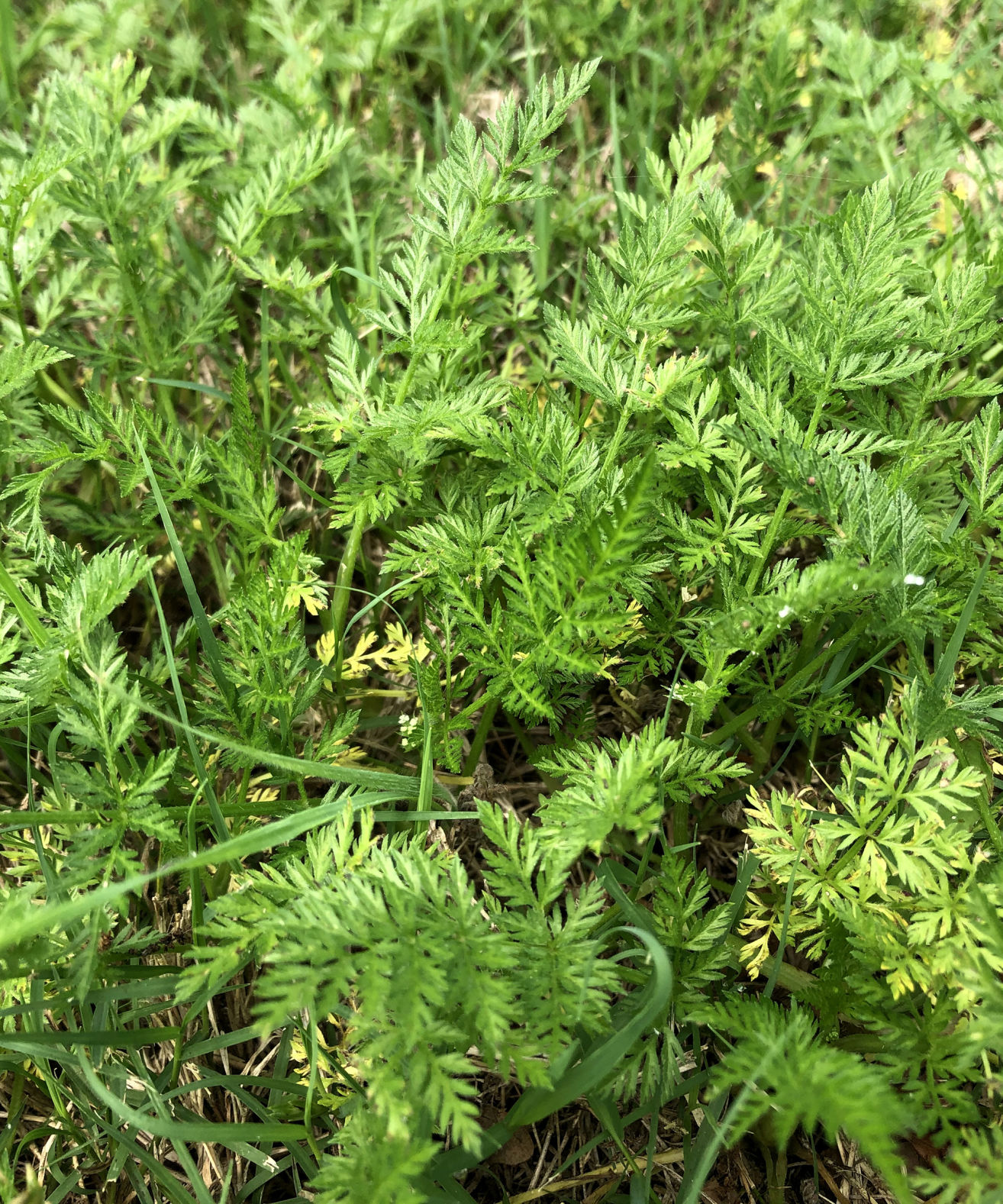 wild queen anne's lace