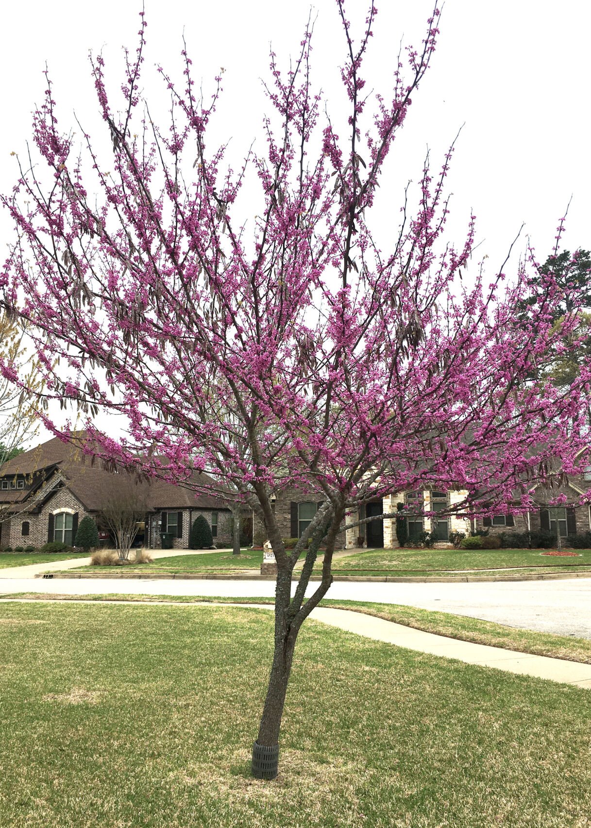 Are redbud trees sales toxic to dogs