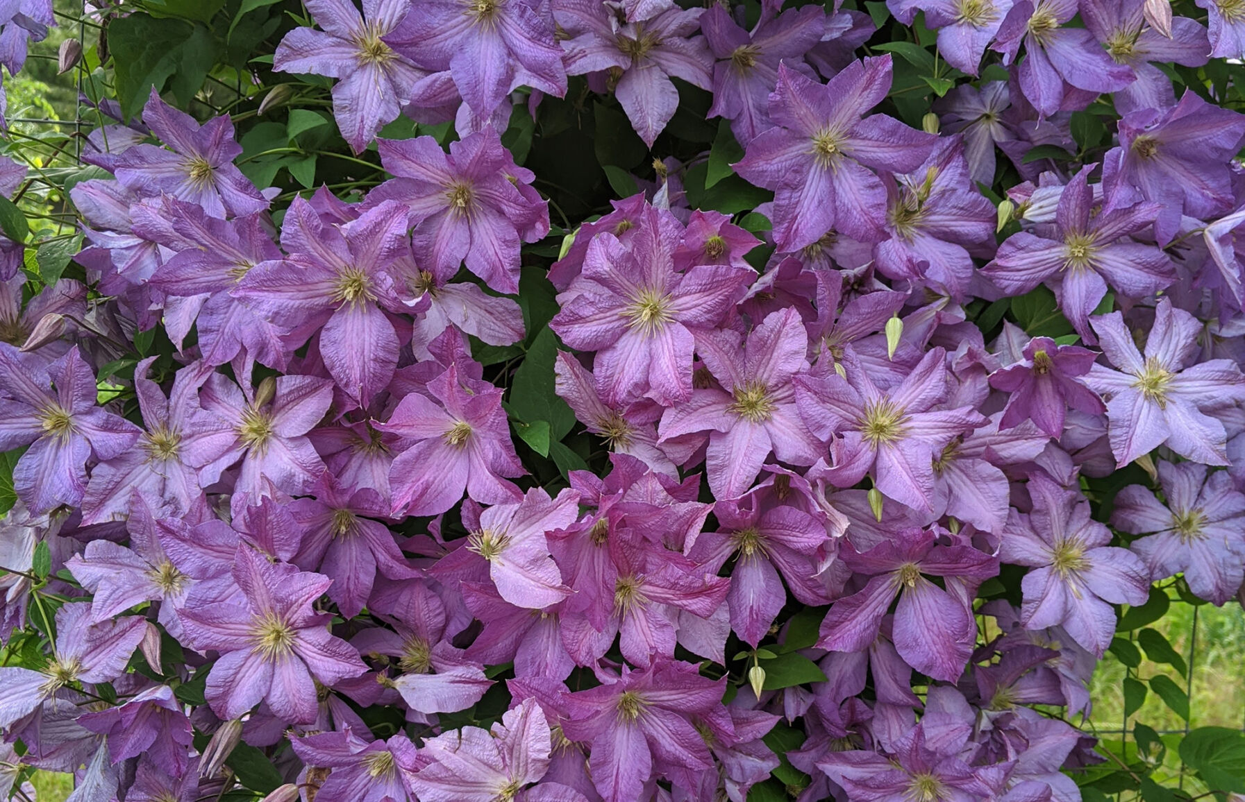 how to plant climbing clematis