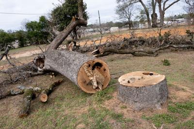 Maude Cobb Tree Removal