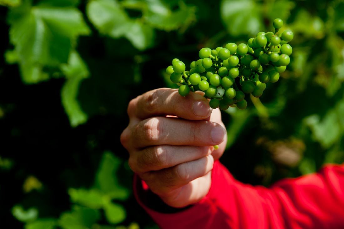 East Texas emerges as grape-growing region | Business | news-journal.com Blanc Du Bois Grape Vines For Sale