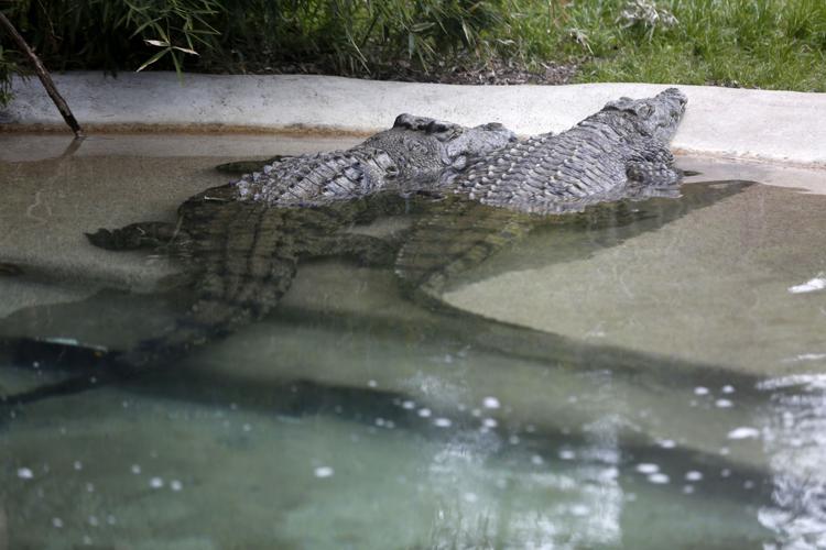 Nile crocodile - Zoo Boise