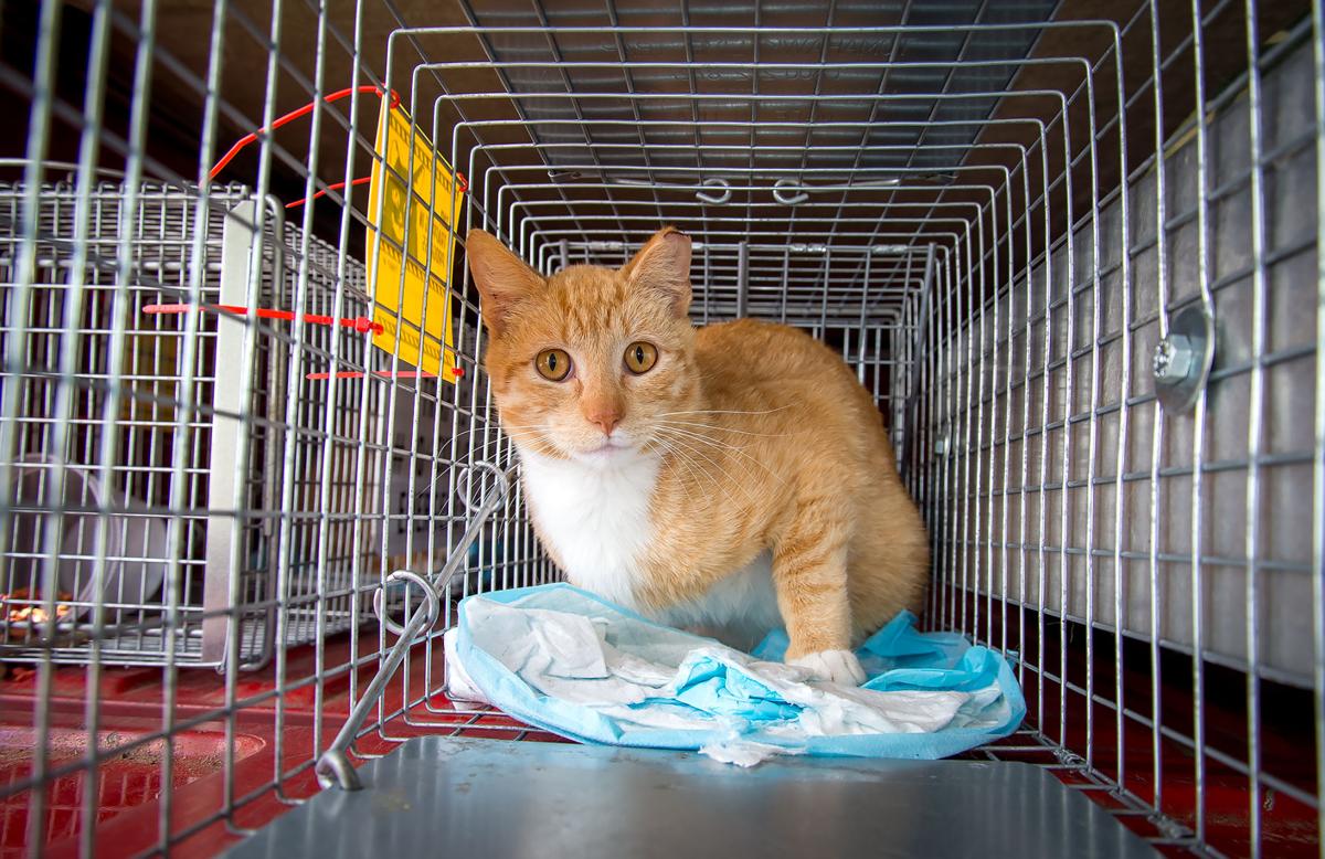 Wildcatters Traps Releases First Batch Of Stray Cats In Kilgore
