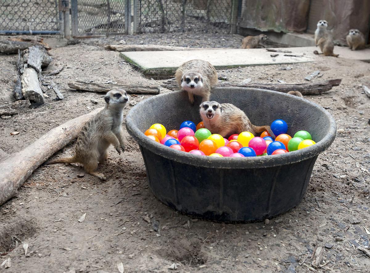 Tyler Zoo Uses Enrichment Activities To Keep Animals Happy
