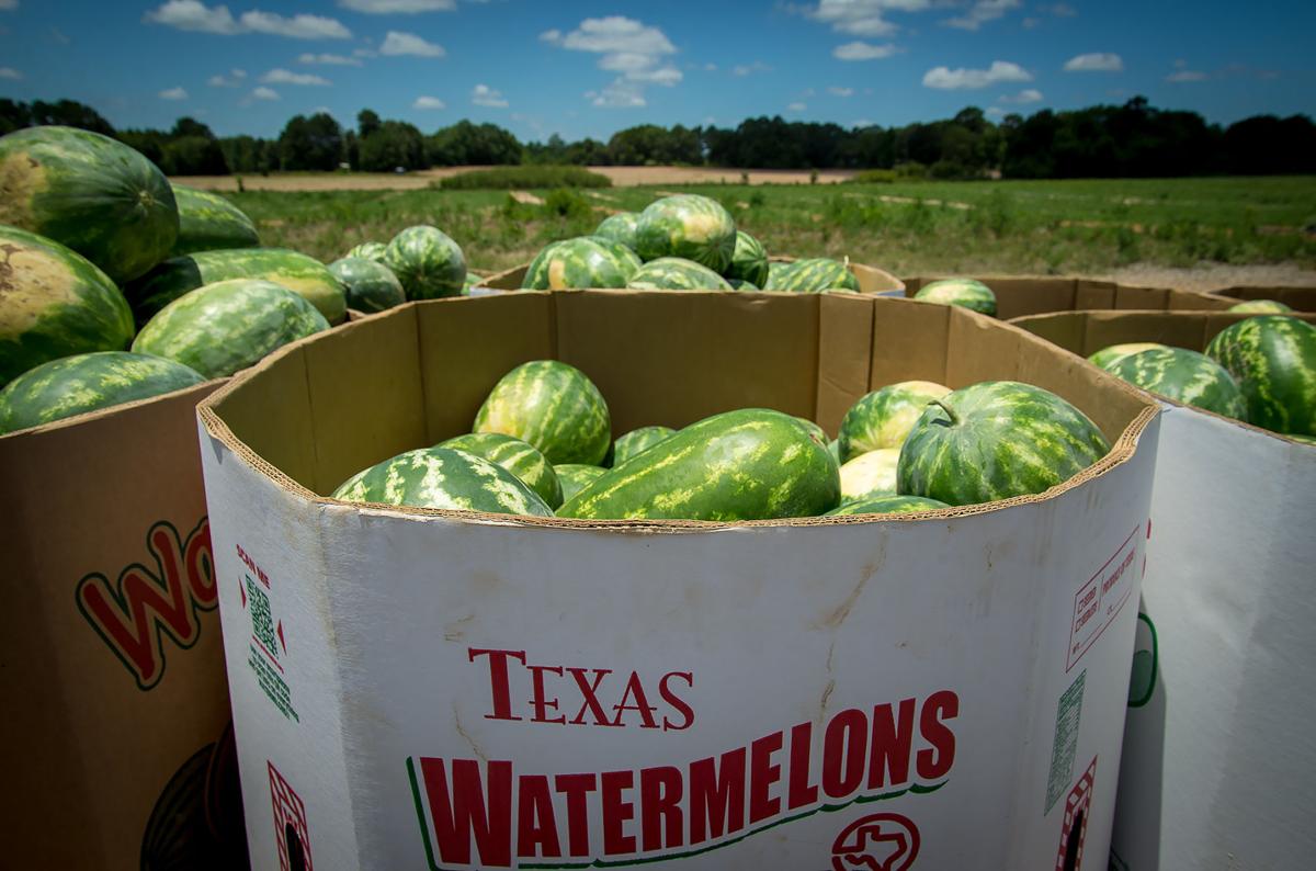 Texas watermelon, cantaloupe producers fare well due to growing Texas watermelon, cantaloupe producers fare well due to growing
