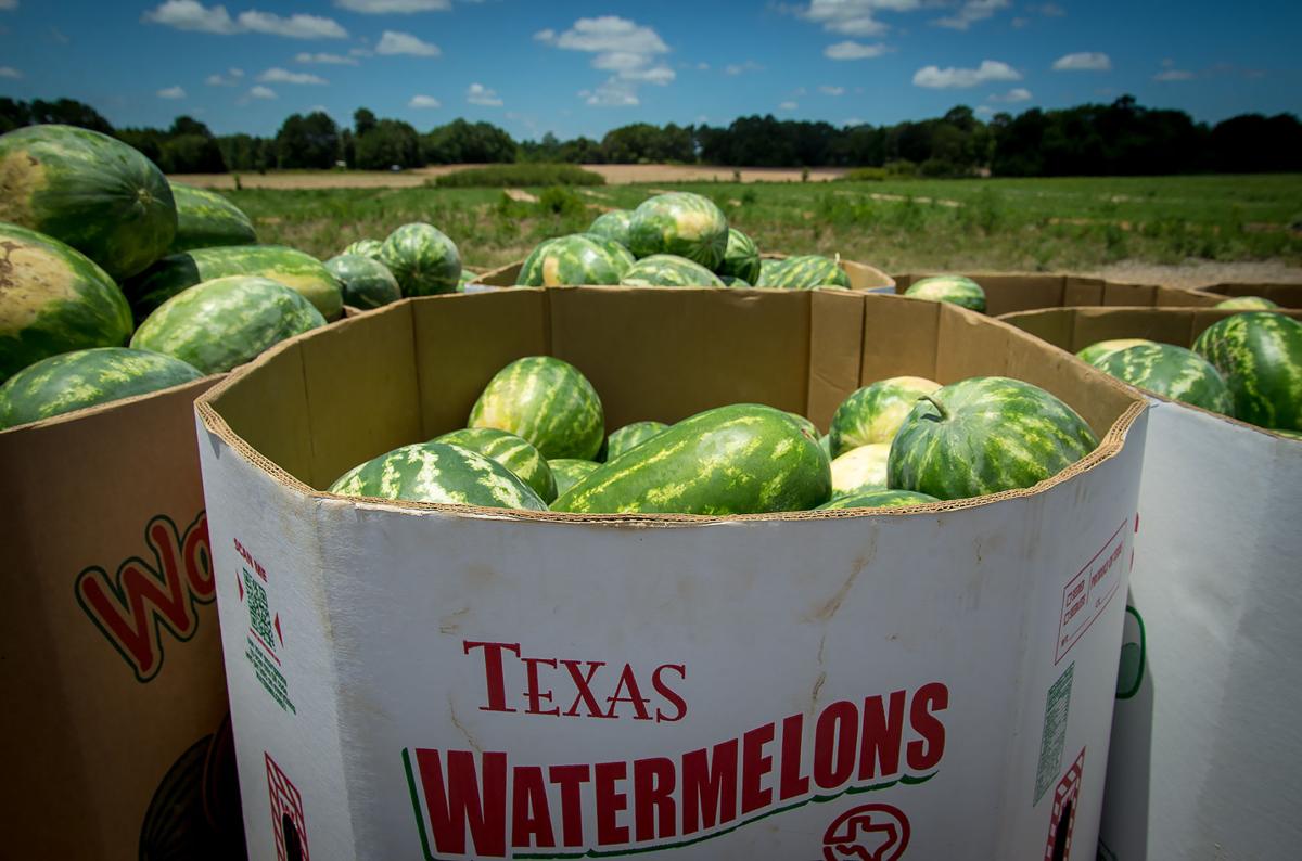 Texas watermelon, cantaloupe producers fare well due to growing