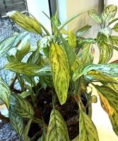 Sperry: Plant's leaves plagued with brown spots
