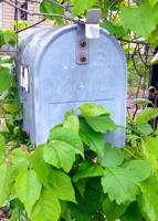 Sperry: Specific method needed to control poison ivy