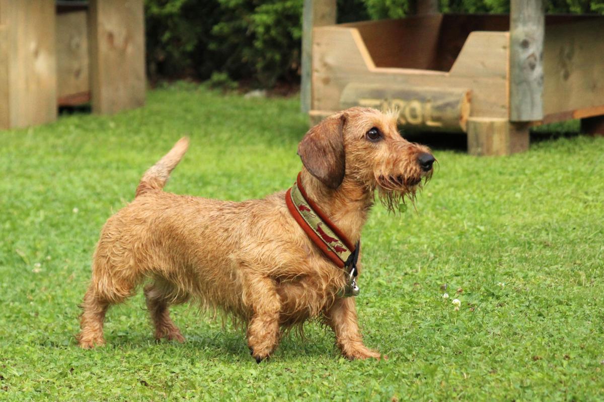 In Germany Two Delightful Destinations For Dachshund Lovers
