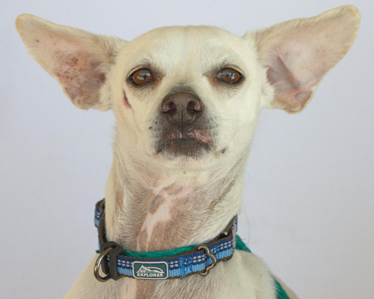 Pets Of The Week Jan 12 2020 Lifestyle News Journal Com